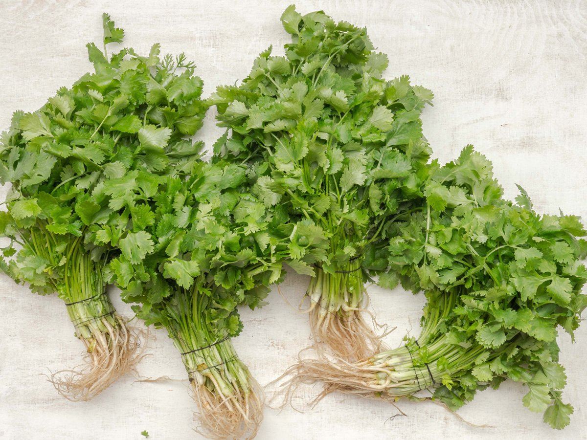 हरियो धनियाँमा ९९ प्रतिशत विषादी फेला